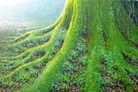 木の根っこの部分だけを横長の構図で描いている。根はこけに覆われ地面を鷲づかみにするようにしほうはっぽうへのびている。円形は白く水分をたっぷり含んだ空気に満ちている。