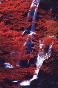 縦長の構図に流れ落ちる数本の滝。上中央から落ちる滝はすぐ二つ三つに分かれ、右から現れた二つの滝はすぐに合体して滝壺に落ちています。全景には真っ赤な紅葉。赤、白、黒の対比かいいバランスでまとまっています。