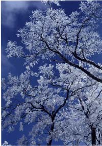 満開の霧氷の花を下から見上げている。あいだから見える藍色の空か厳しい冬を物語っている。