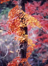 縦長の構図の中央に太い幹がやや左にカーブしつつ画面を二分し、その手前に色づいた紅葉が横断している。背景をぼかすことにより、黒いミキと紅葉の対比が際だっている。