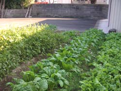 野菜畑の写真。うねが4本通っていますがこれはほんの一部です。
